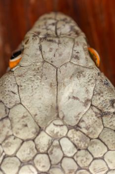 A close up head of a King Cobra. Tanned skin of Ophiophagus hannah. Belt of the most venomous snake on Bali island in Indonesia. Product from leather workshop.