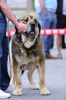 Spanish mastiff ready to compete in championship in Asturias, Spain.