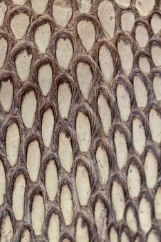 Detail of snake skin belt. A close up of a belt of the most venomous snake King cobra on Bali island in Indonesia. Product from leather workshop. Tanned skin of Ophiophagus hannah. Macrophotography.