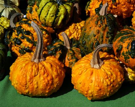 Warty or pimpled pumpkins are commonly used for decorative purposes