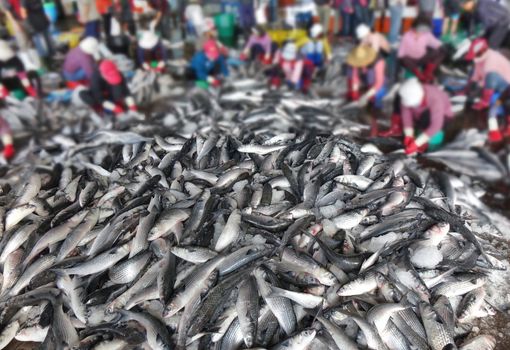 Workers extract mullet roes from freshly caught gray mullet fish. The roe will be sold as a highly priced delicacy.

