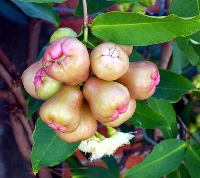 Wax apples or bell fruits (Syzygium samarangense) are a popular fruit in Taiwan