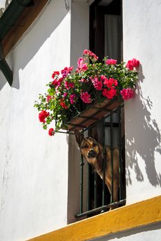 dog (German Shepherd) peeking through a flowered balcony in Andalucia, Spain