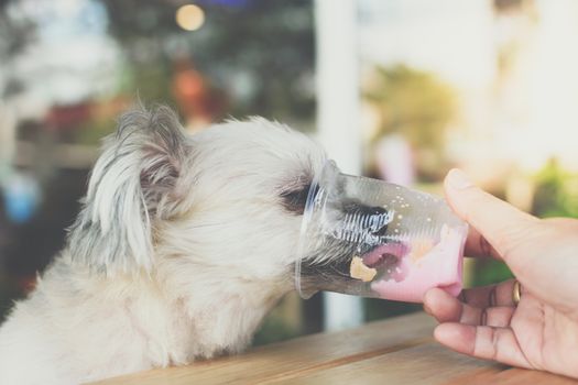 Dog so cute mixed breed with Shih-Tzu, Pomeranian and Poodle sitting at wooden table outdoor dessert restaurant waiting to eat ice cream or ice snowflake feed by people is a pet owner