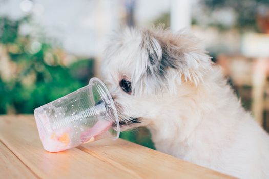 Dog so cute mixed breed with Shih-Tzu, Pomeranian and Poodle sitting at wooden table outdoor dessert restaurant waiting to eat ice cream or ice snowflake feed by people is a pet owner