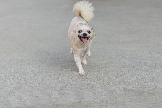 Dog so cute beige color mixed breed with Shih-Tzu, Pomeranian and Poodle running with happy fun when vacation travel