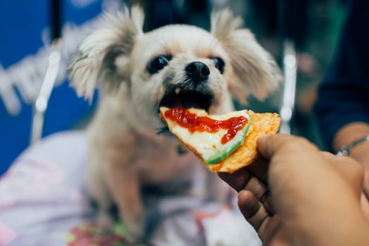 Dog so cute mixed breed with Shih-Tzu, Pomeranian and Poodle sitting at wooden table outdoor restaurant waiting to eat a pizza cheese feed by people is a pet owner