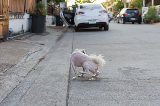 Dog so cute beige color mixed breed with Shih-Tzu, Pomeranian and Poodle peeing on floor when vacation travel