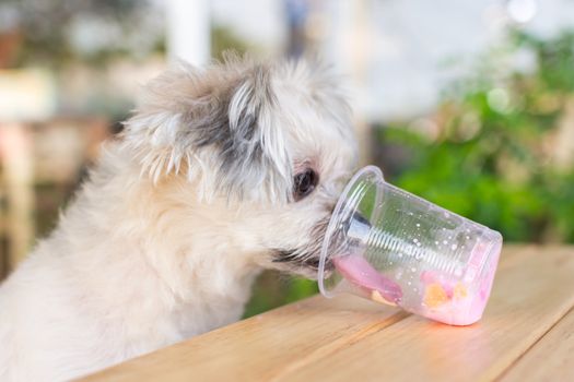 Dog so cute mixed breed with Shih-Tzu, Pomeranian and Poodle sitting at wooden table outdoor dessert restaurant waiting to eat ice cream or ice snowflake feed by people is a pet owner