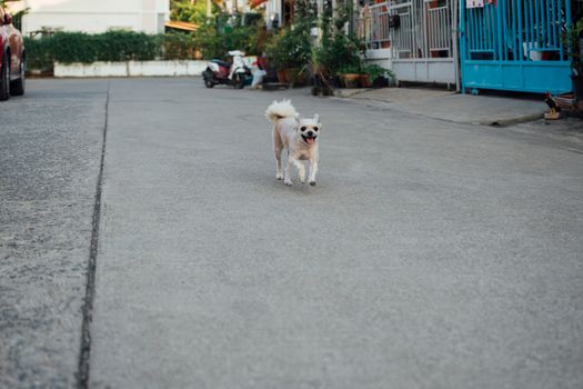 Dog so cute beige color mixed breed with Shih-Tzu, Pomeranian and Poodle running with happy fun when vacation travel