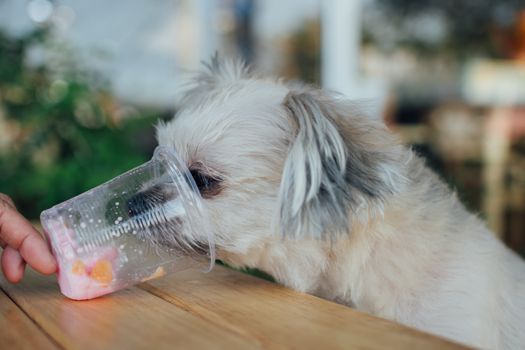 Dog so cute mixed breed with Shih-Tzu, Pomeranian and Poodle sitting at wooden table outdoor dessert restaurant waiting to eat ice cream or ice snowflake feed by people is a pet owner