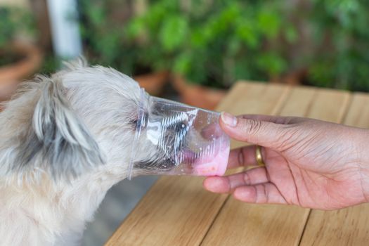 Dog so cute mixed breed with Shih-Tzu, Pomeranian and Poodle sitting at wooden table outdoor dessert restaurant waiting to eat ice cream or ice snowflake feed by people is a pet owner