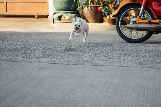 Dog so cute beige color mixed breed with Shih-Tzu, Pomeranian and Poodle running with happy fun when vacation travel