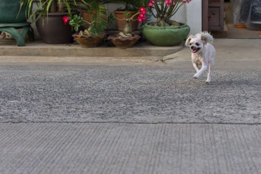 Dog so cute beige color mixed breed with Shih-Tzu, Pomeranian and Poodle running with happy fun when vacation travel