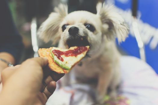 Dog so cute mixed breed with Shih-Tzu, Pomeranian and Poodle sitting at wooden table outdoor restaurant waiting to eat a pizza cheese feed by people is a pet owner