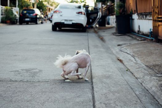 Dog so cute beige color mixed breed with Shih-Tzu, Pomeranian and Poodle peeing on floor when vacation travel