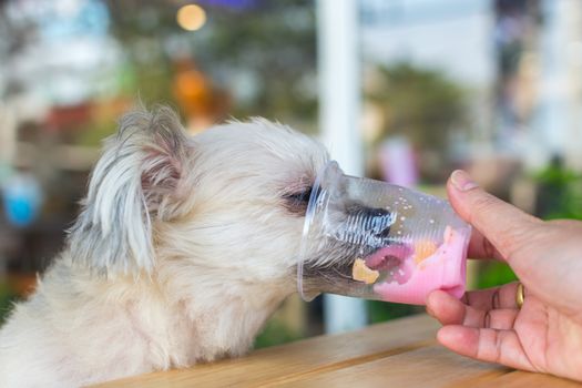 Dog so cute mixed breed with Shih-Tzu, Pomeranian and Poodle sitting at wooden table outdoor dessert restaurant waiting to eat ice cream or ice snowflake feed by people is a pet owner