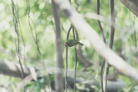 Bird (Coppersmith barbet, Crimson-breasted barbet, Coppersmith, Megalaima haemacephala) yellow, green and red color perched on a tree in a nature wild