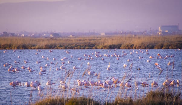 flamingos in the Ebro Delta Natural Park, Spain. Sunset time