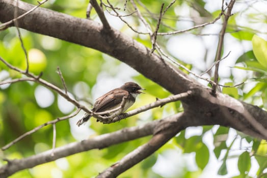 Bird (Malaysian Pied Fantail, Rhipidura javanica) black and white color perched on a tree in a nature wild