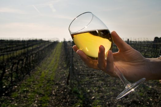 A Hand holds one glass of white wine in the vineyards.