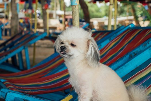 Dog so cute beige color mixed breed with Shih-Tzu, Pomeranian and Poodle on beach chair or beach bed with happy relax when vacation travel at sea with beach