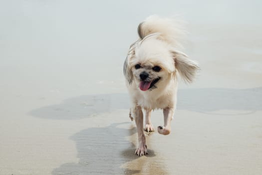 Dog so cute beige color mixed breed with Shih-Tzu, Pomeranian and Poodle running on beach with happy fun when vacation travel at sea with beach