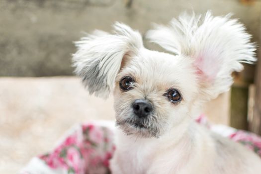 Dog so cute mixed breed with Shih-Tzu, Pomeranian and Poodle looking and waiting something with interest when vacation travel