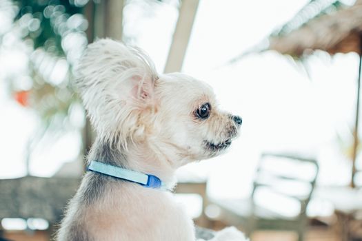 Dog so cute beige color mixed breed with Shih-Tzu, Pomeranian and Poodle on beach chair or beach bed with happy relax when vacation travel at sea with beach