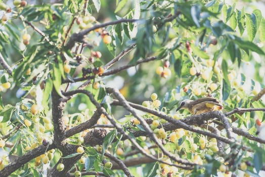 Bird (Yellow-vented Bulbul, Pycnonotus goiavier) black, yellow and brown color perched on a tree in a nature wild