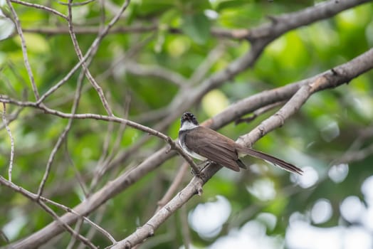 Bird (Malaysian Pied Fantail, Rhipidura javanica) black and white color perched on a tree in a nature wild