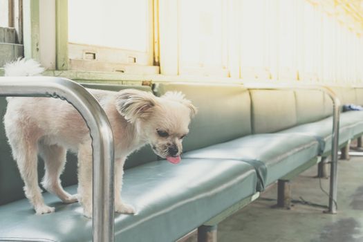 Dog so cute beige color mixed breed with Shih-Tzu, Pomeranian and Poodle on car seat inside a railway train cabin vintage style wait for vacation travel trip