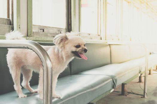 Dog so cute beige color mixed breed with Shih-Tzu, Pomeranian and Poodle on car seat inside a railway train cabin vintage style wait for vacation travel trip