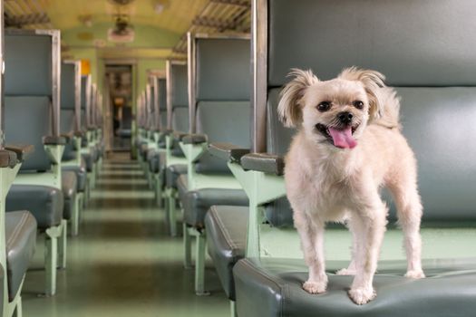 Dog so cute beige color mixed breed with Shih-Tzu, Pomeranian and Poodle on car seat inside a railway train cabin vintage style wait for vacation travel trip