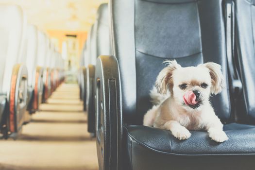 Dog so cute beige color mixed breed with Shih-Tzu, Pomeranian and Poodle on car seat inside a railway train cabin vintage style wait for vacation travel trip