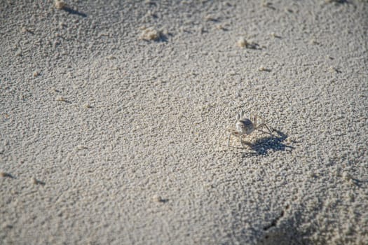 Little crab on white sand in Maldives islands.