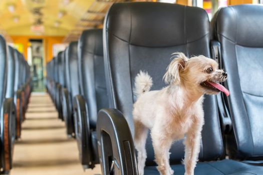 Dog so cute beige color mixed breed with Shih-Tzu, Pomeranian and Poodle on car seat inside a railway train cabin vintage style wait for vacation travel trip