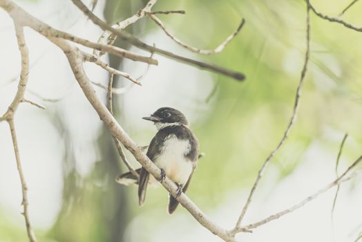 Bird (Malaysian Pied Fantail, Rhipidura javanica) black and white color perched on a tree in a nature wild