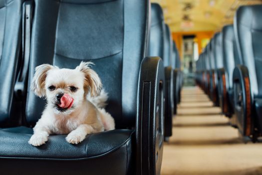 Dog so cute beige color mixed breed with Shih-Tzu, Pomeranian and Poodle on car seat inside a railway train cabin vintage style wait for vacation travel trip