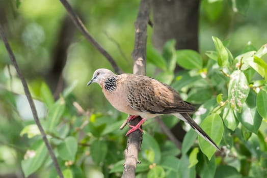 Bird (Dove, Pigeon or Disambiguation) Pigeons and doves perched on a tree in a nature wild