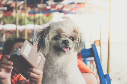 Dog so cute beige color mixed breed with Shih-Tzu, Pomeranian and Poodle on beach chair or beach bed with happy relax when vacation travel at sea with beach