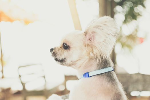 Dog so cute beige color mixed breed with Shih-Tzu, Pomeranian and Poodle on beach chair or beach bed with happy relax when vacation travel at sea with beach