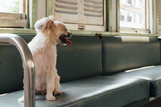 Dog so cute beige color mixed breed with Shih-Tzu, Pomeranian and Poodle on car seat inside a railway train cabin vintage style wait for vacation travel trip