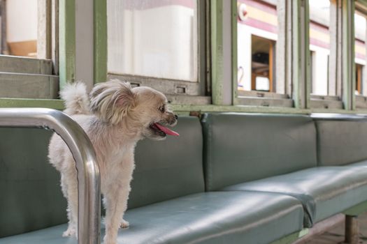 Dog so cute beige color mixed breed with Shih-Tzu, Pomeranian and Poodle on car seat inside a railway train cabin vintage style wait for vacation travel trip