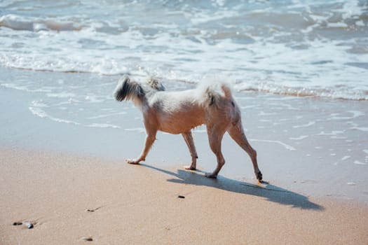 Dog so cute beige color mixed breed with Shih-Tzu, Pomeranian and Poodle running on beach with happy fun when vacation travel at sea with beach