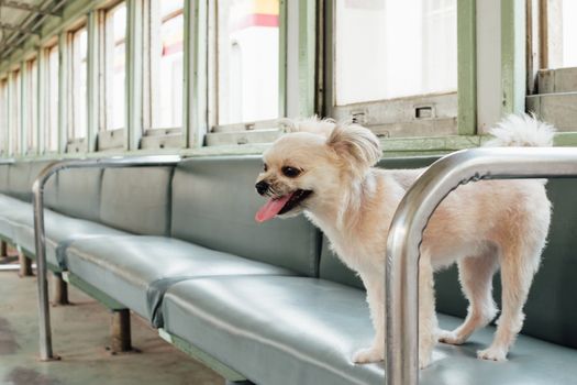 Dog so cute beige color mixed breed with Shih-Tzu, Pomeranian and Poodle on car seat inside a railway train cabin vintage style wait for vacation travel trip