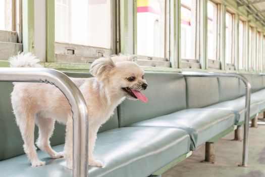 Dog so cute beige color mixed breed with Shih-Tzu, Pomeranian and Poodle on car seat inside a railway train cabin vintage style wait for vacation travel trip