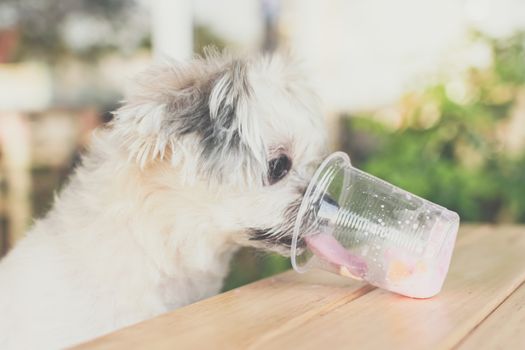 Dog so cute mixed breed with Shih-Tzu, Pomeranian and Poodle sitting at wooden table outdoor dessert restaurant waiting to eat ice cream or ice snowflake feed by people is a pet owner