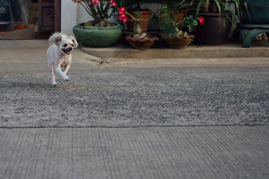 Dog so cute beige color mixed breed with Shih-Tzu, Pomeranian and Poodle running with happy fun when vacation travel