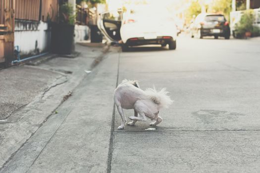 Dog so cute beige color mixed breed with Shih-Tzu, Pomeranian and Poodle peeing on floor when vacation travel